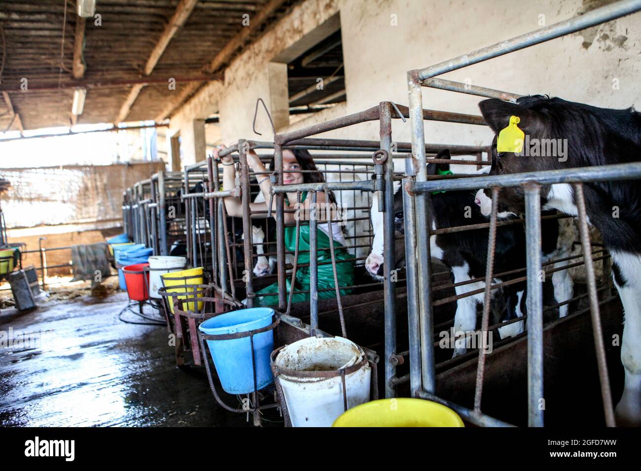 Junge Teenager Tierrechtsprotenor in einem Käfig mit den Kälbern auf einem Milchviehbetrieb eingesperrt Stockfoto