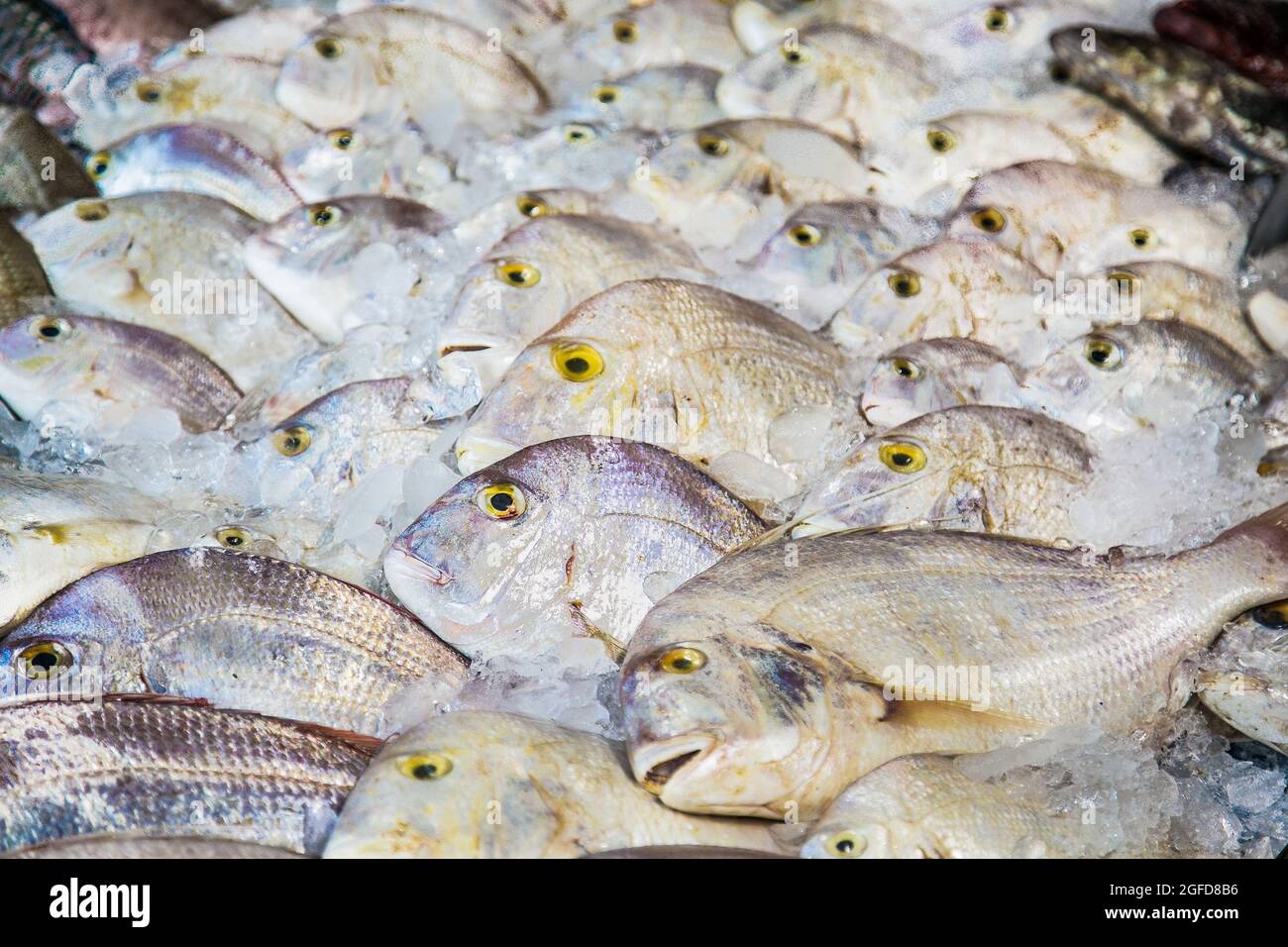 Weißer Fisch auf dem offenen Fischmarkt in Hurghada, Ägypten Stockfoto