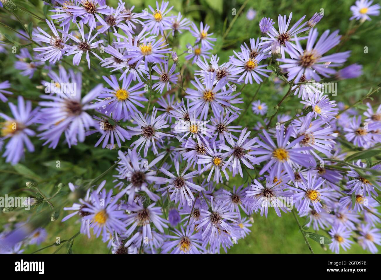 Afrikanische Gänseblümchen (Osteospermum) in Waterperry Gardens, Waterperry, Oxford, England, Großbritannien Stockfoto