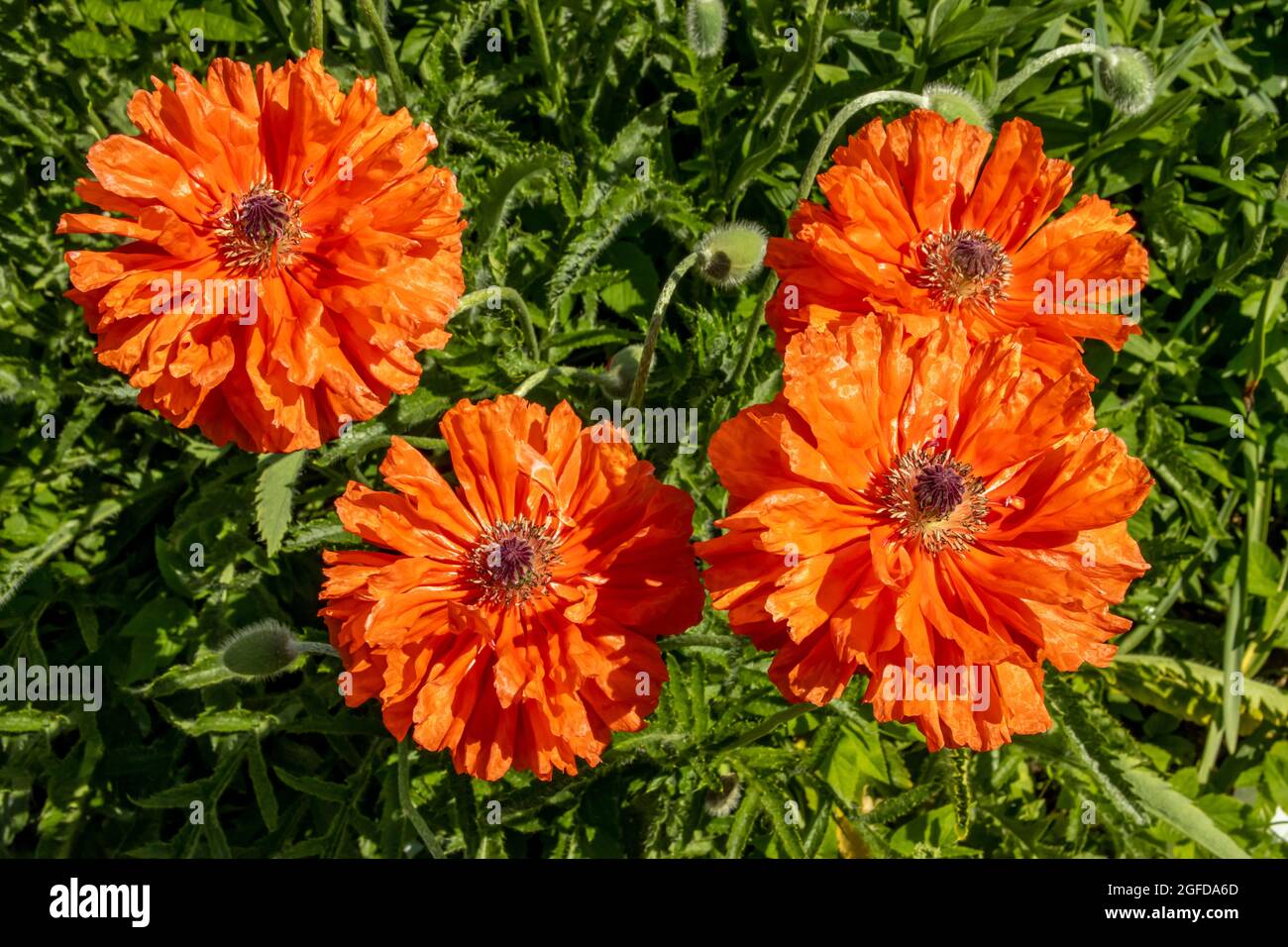 Schöne orange Mohnblumen blühen im Garten, schöne florale Hintergrund Stockfoto