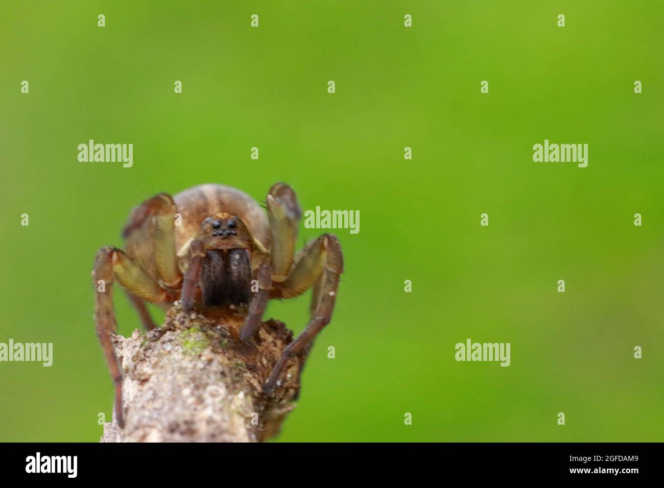 Eine schöne Spinne lauert auf einem Ast. Desktop Hintergrundbild Foto. Stockfoto