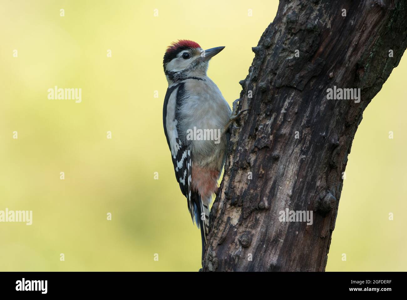 Great Spotted Woodpecker, High Batts Nature Reserve, in der Nähe von Ripon, North Yorkshire Stockfoto