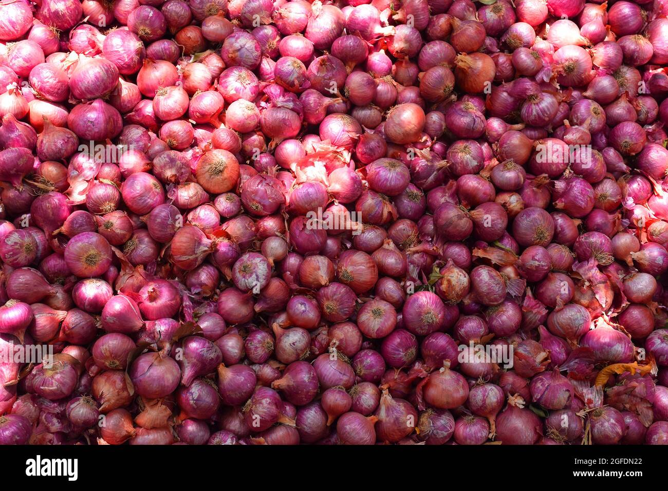 Roter Zwiebelhaufen. Geerntete Zwiebeln stapelten sich auf dem Feld. Roter Zwiebelhaufen. Geerntete Zwiebel auf dem Feld gestapelt. Gemüse Close-up, Salat Zutat. Stockfoto