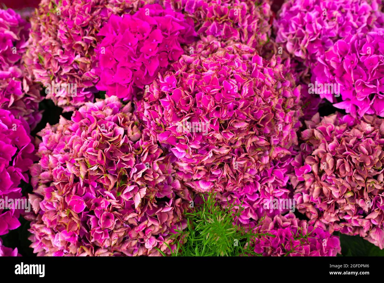 Nahaufnahme eines Strauchens mit rosa Blumen mit Hortensien Stockfoto