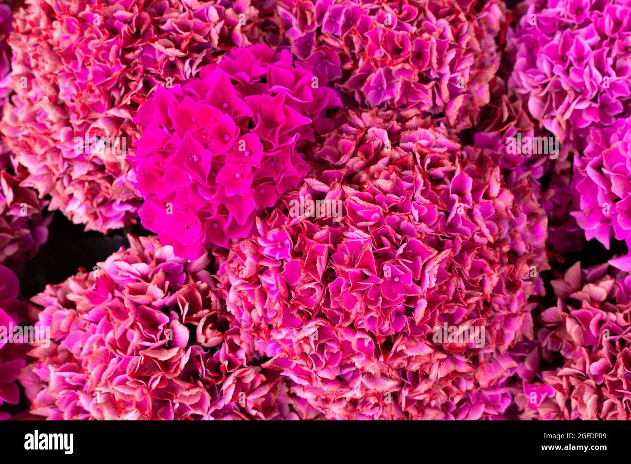 Nahaufnahme eines Strauchens mit rosa Blumen mit Hortensien Stockfoto