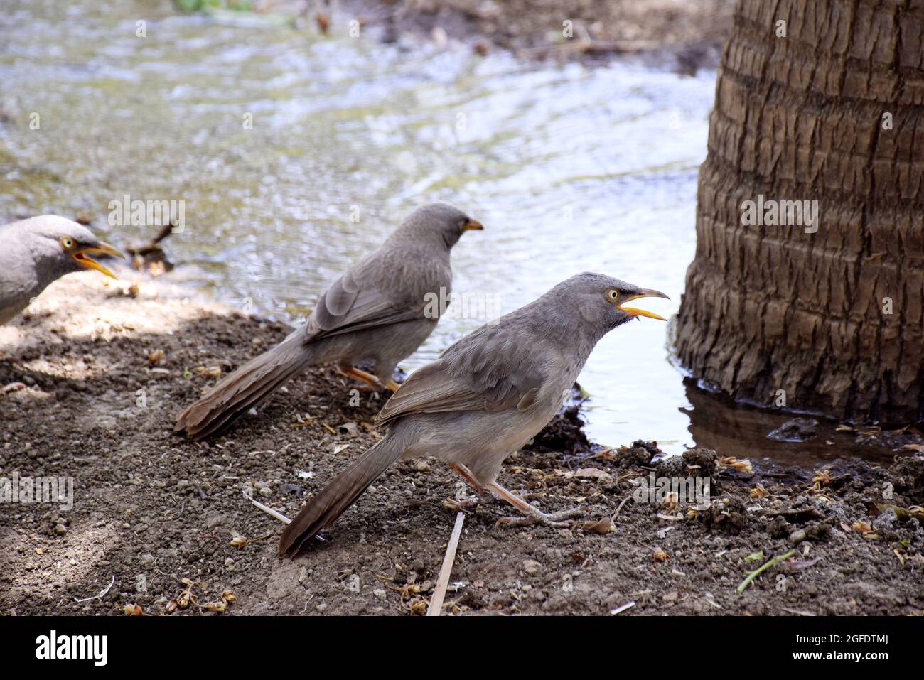 Durstige Vögel, Vögel trinken Wasser während der Bewässerung auf Feldern Stockfoto