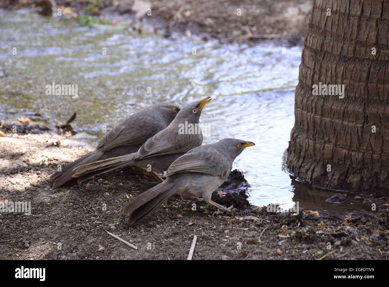 Durstige Vögel, Vögel trinken Wasser während der Bewässerung auf Feldern Stockfoto