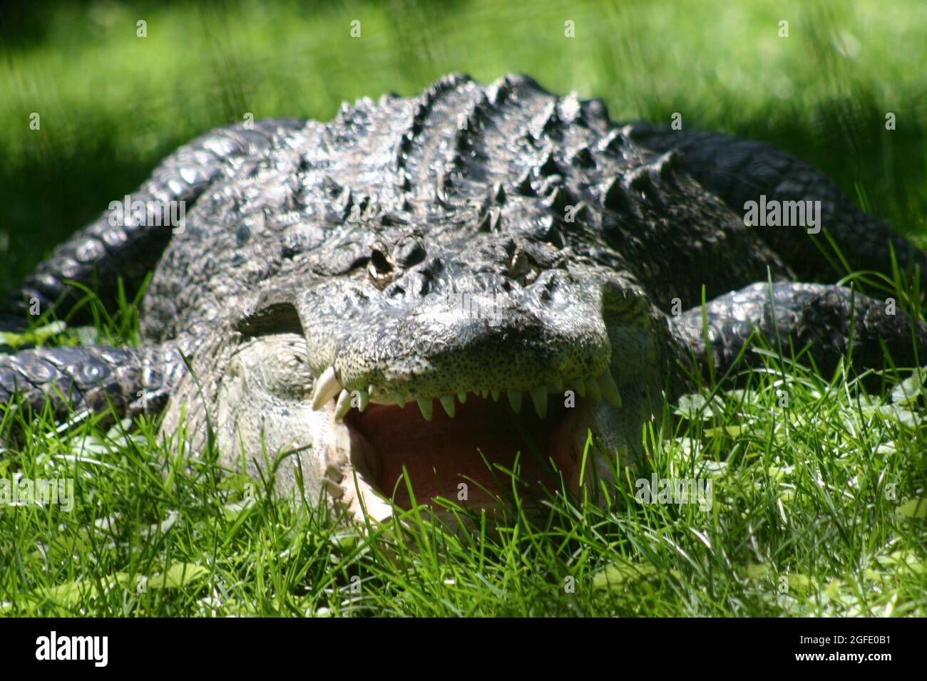 Krokodil auf einer grasbewachsenen Bank mit geöffnetem Mund als einschüchternde Geste Stockfoto