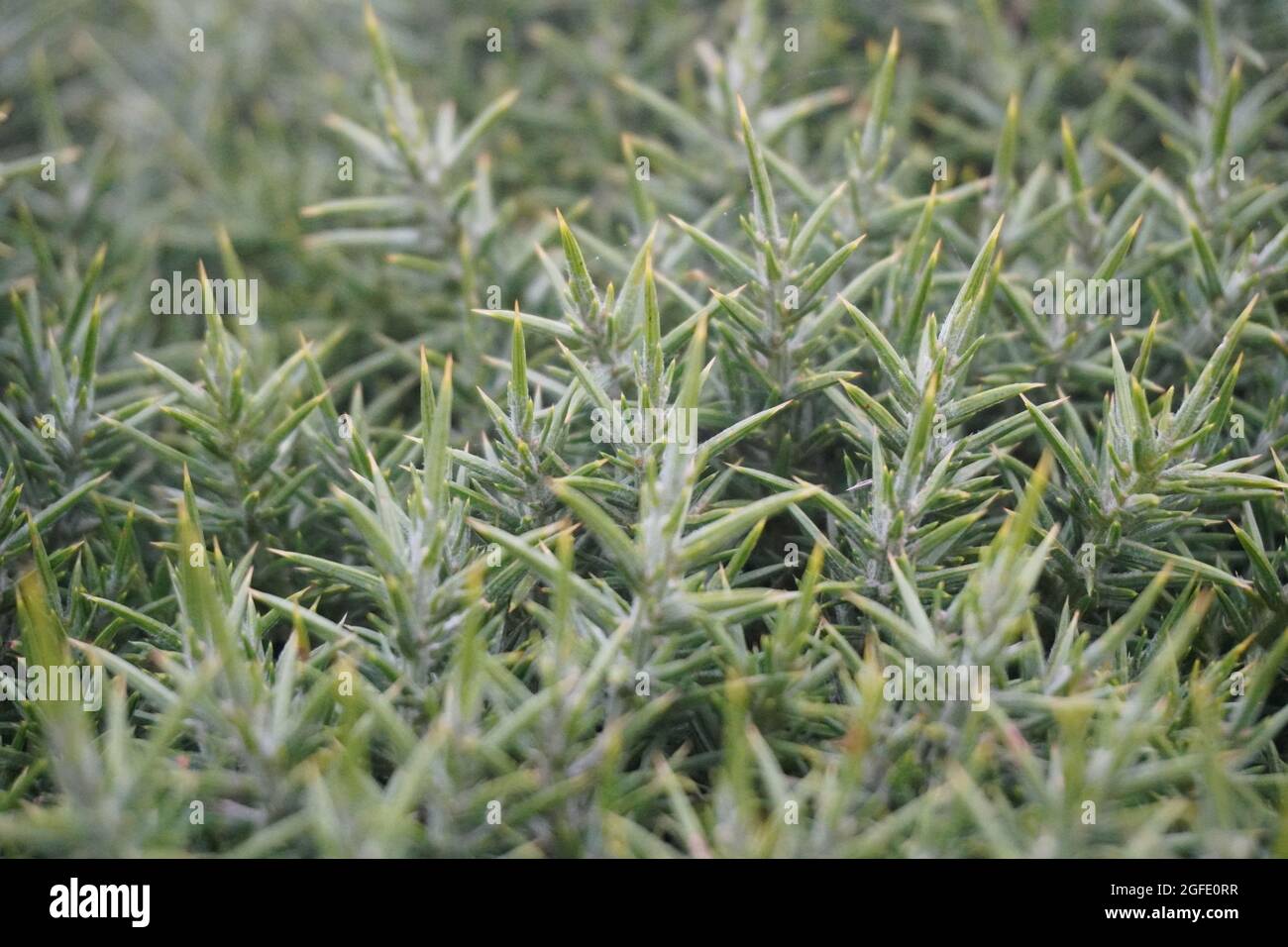 Gewöhnlicher Gorse Bush in der Nähe von Golden Cap, Dorset, Großbritannien Stockfoto