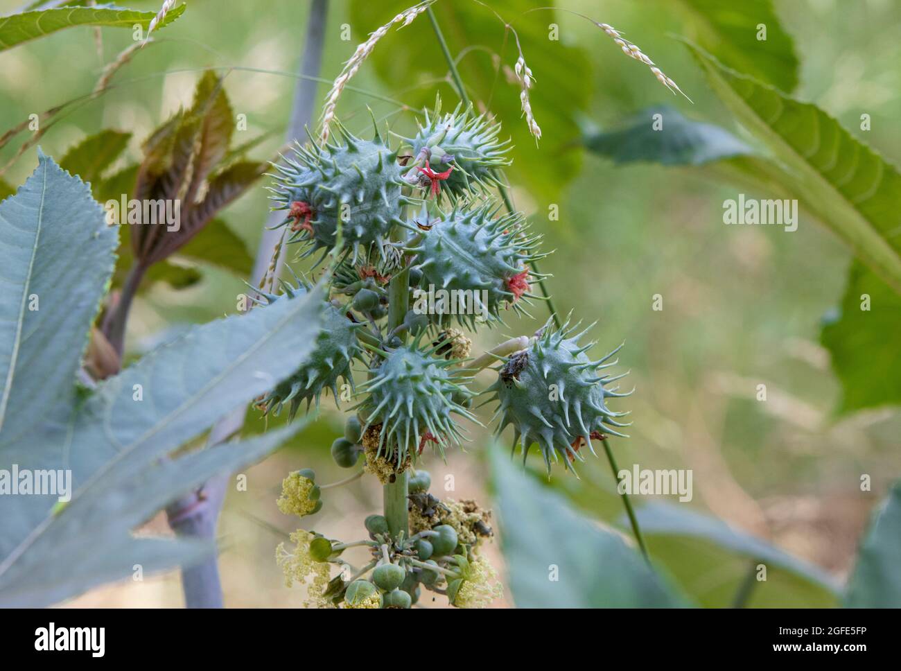 Ricinus communis, eine Pflanze aus der Familie der in Afrika beheimatet, aus der Rizinusöl gewonnen wird. Stockfoto
