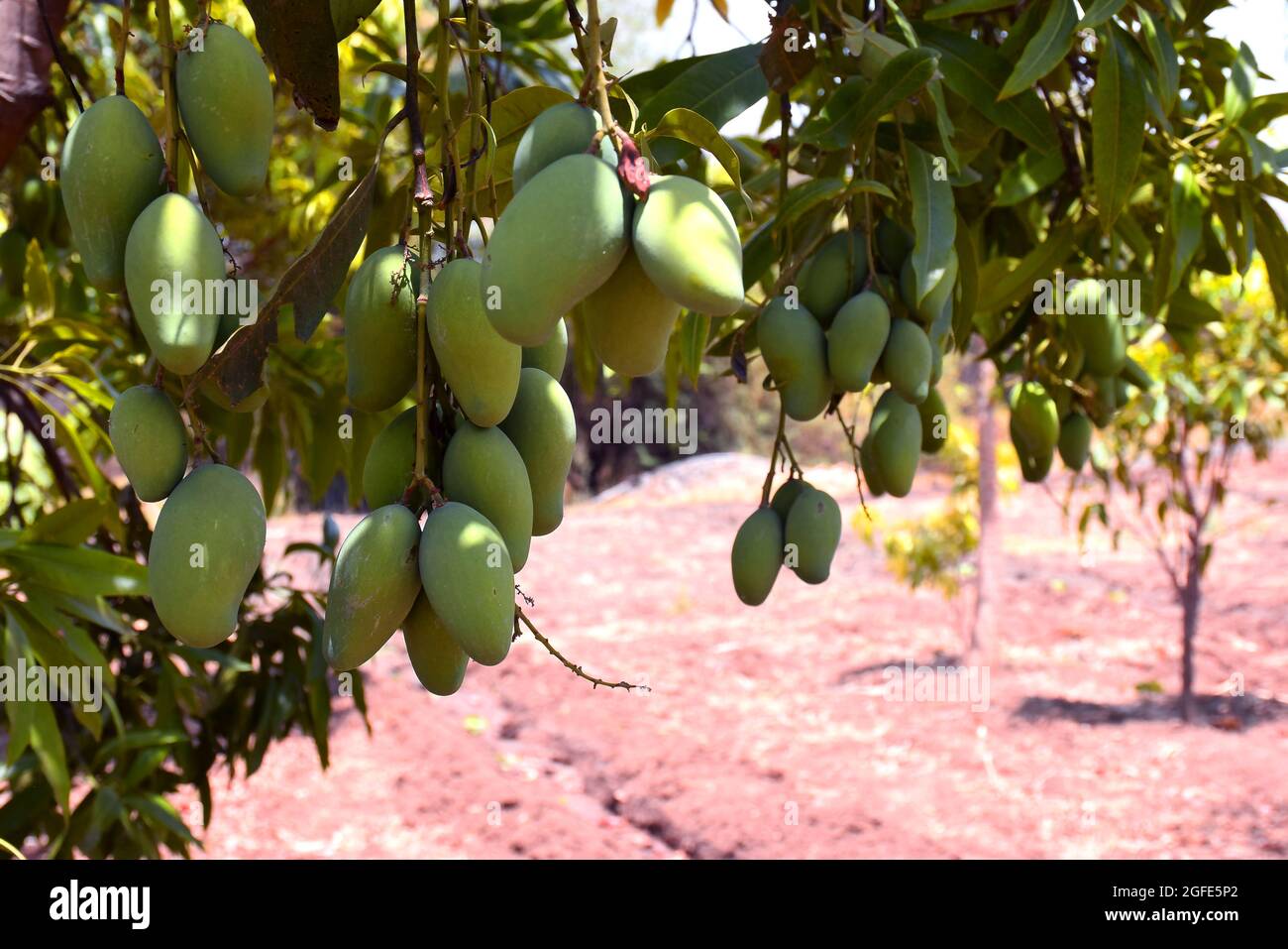 Frische grüne Bio-Mangos hängen an einem Mangobaum. Blick auf Mangoplantage. Stockfoto