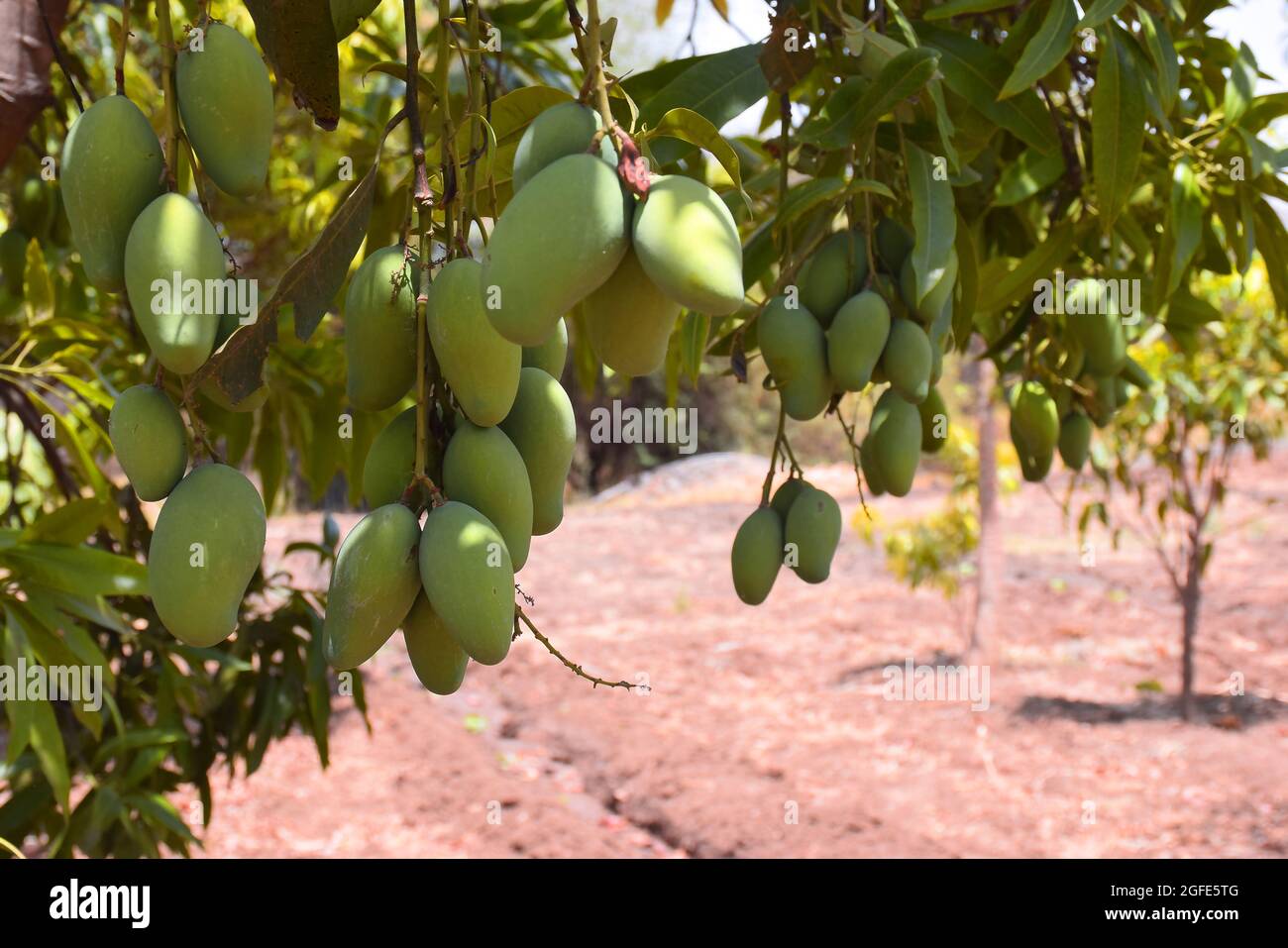 Frische grüne Bio-Mangos hängen an einem Mangobaum. Blick auf Mangoplantage. Stockfoto