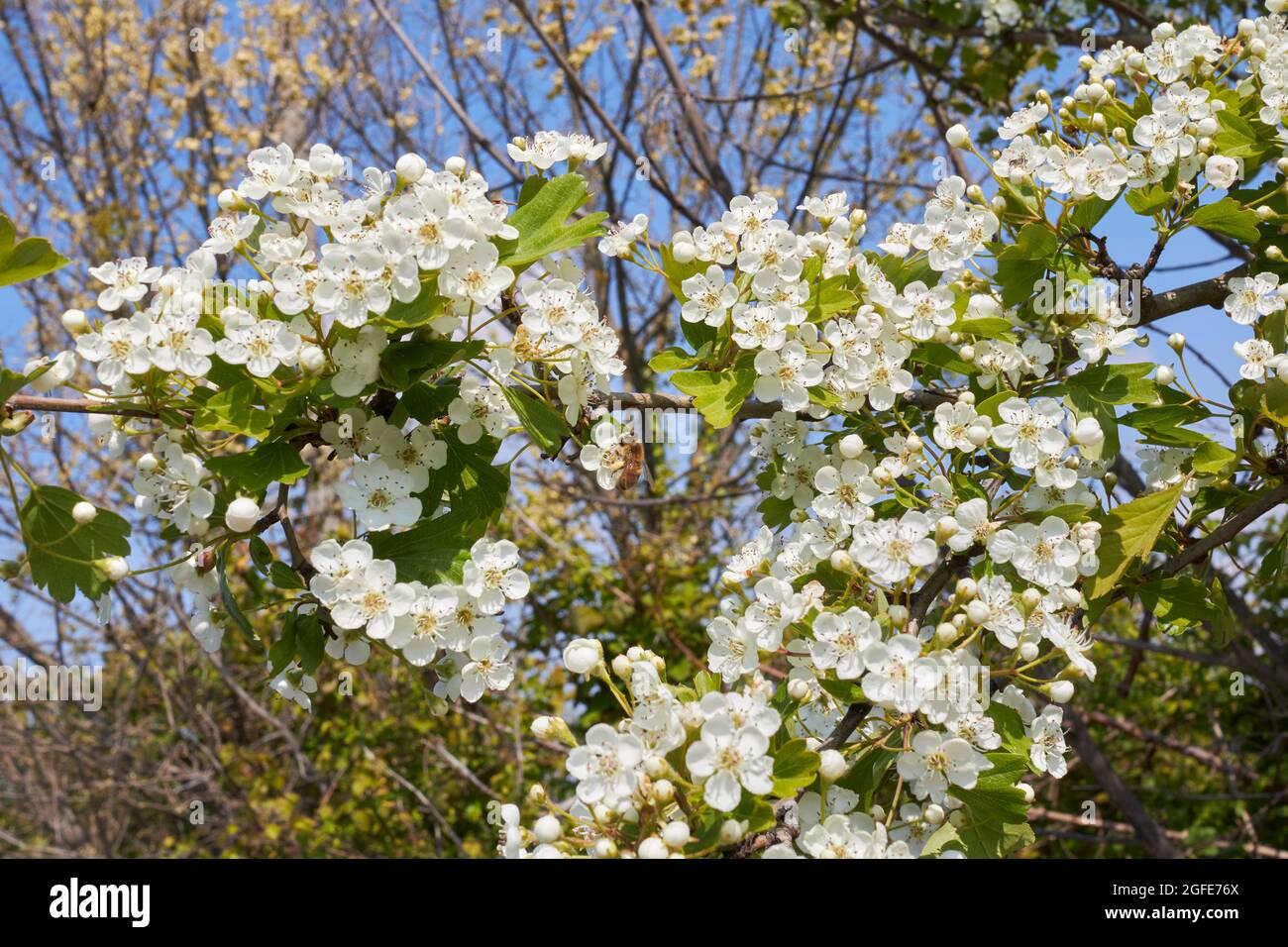 Crataegus monogyna weiße Blüte Stockfoto