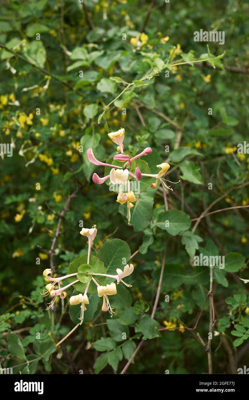 Lonicera caprifolium Strauch in voller Blüte Stockfoto