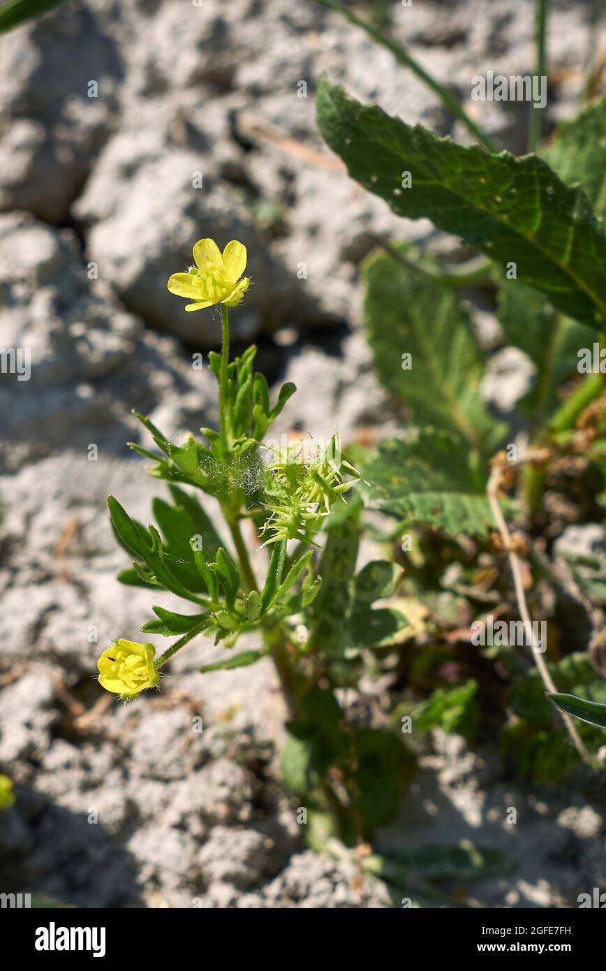 Ranunculus arvensis Fotos und Bildmaterial in hoher Auflösung Alamy