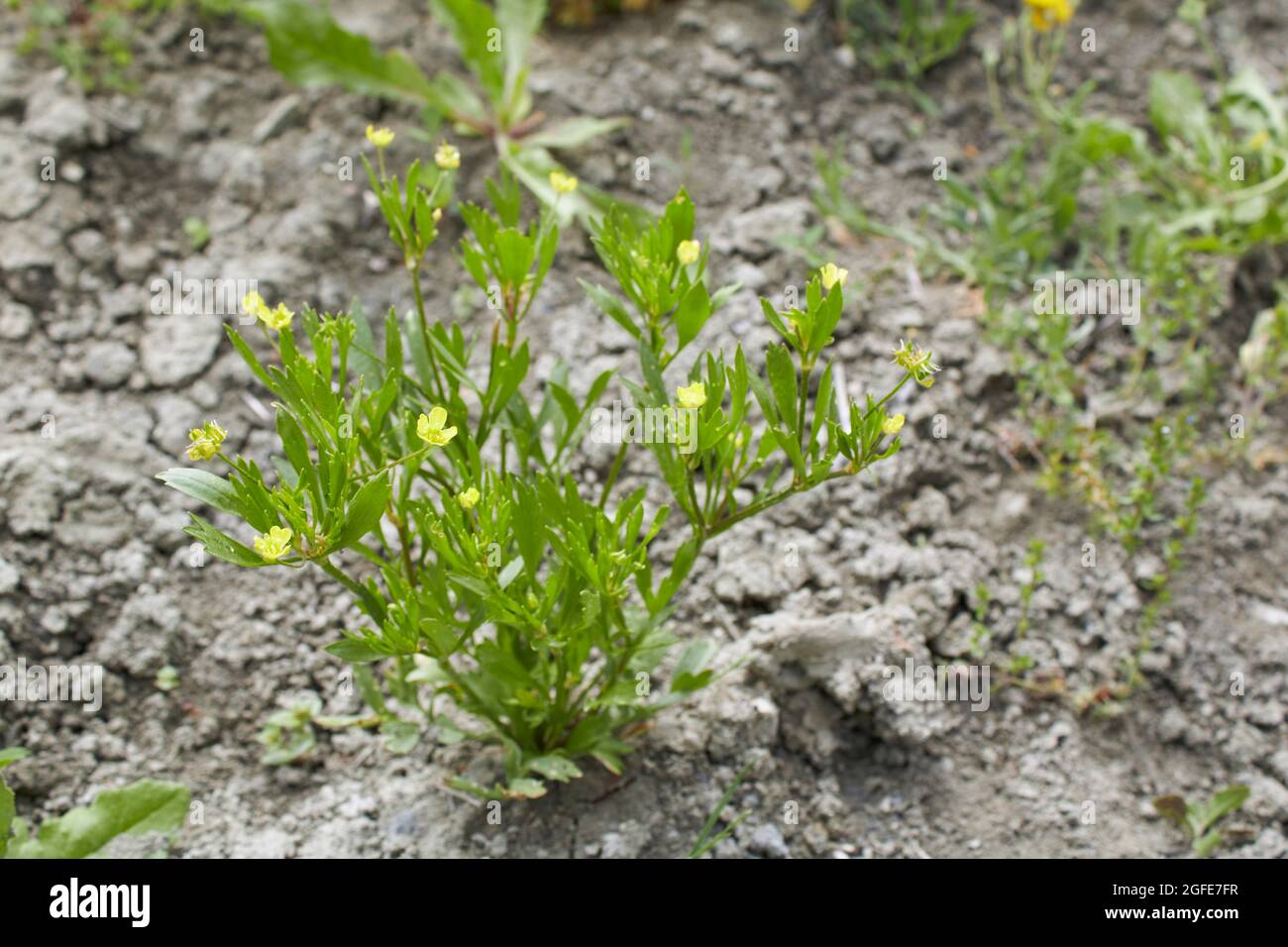 Ranunculus arvensis Nahaufnahme Stockfoto