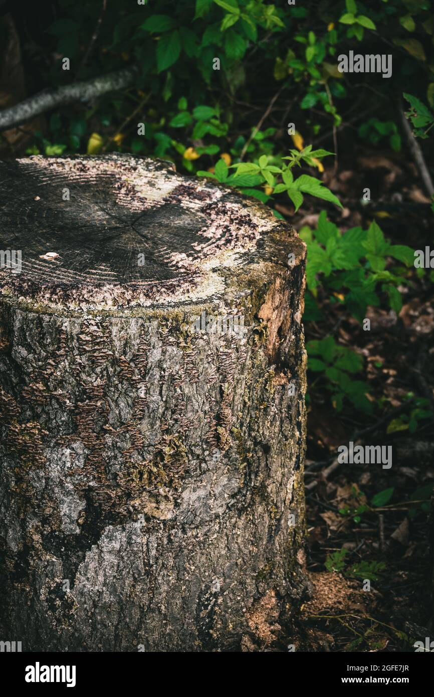 Vertikale Nahaufnahme eines alten, verfallenen Baumstumpens in einem Park Stockfoto