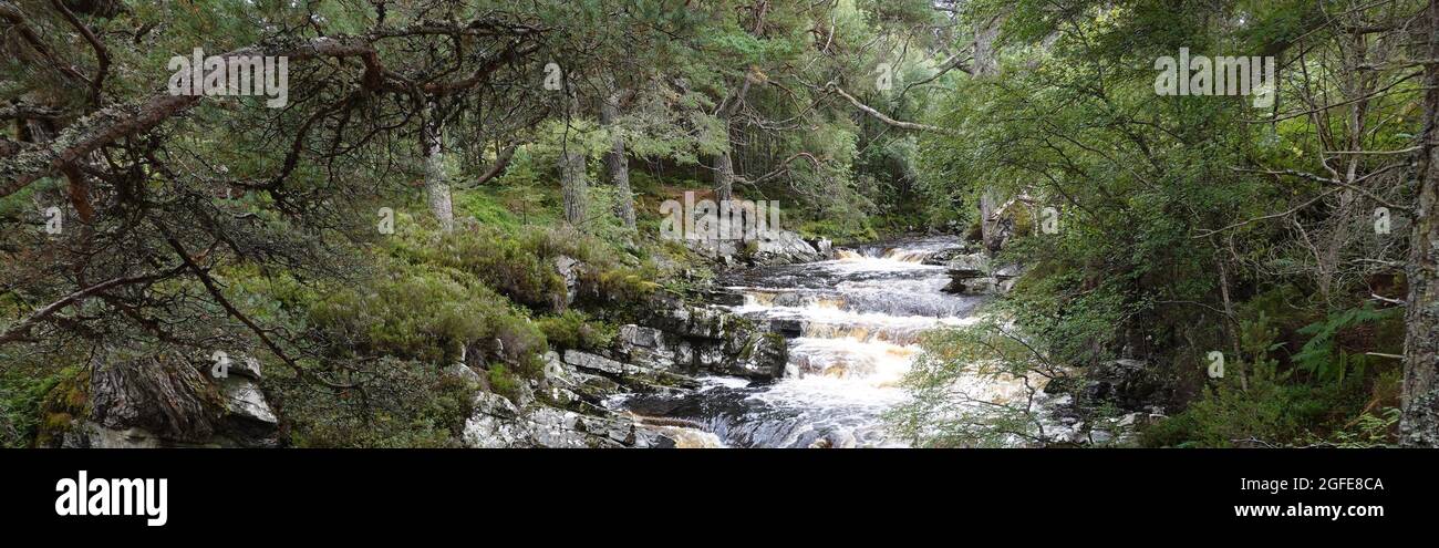 Black Wood of Rannoch die Überreste eines alten Caledonian Forest, der einst einen Großteil der schottischen Highlands, Vereinigtes Königreich, bedeckte Stockfoto