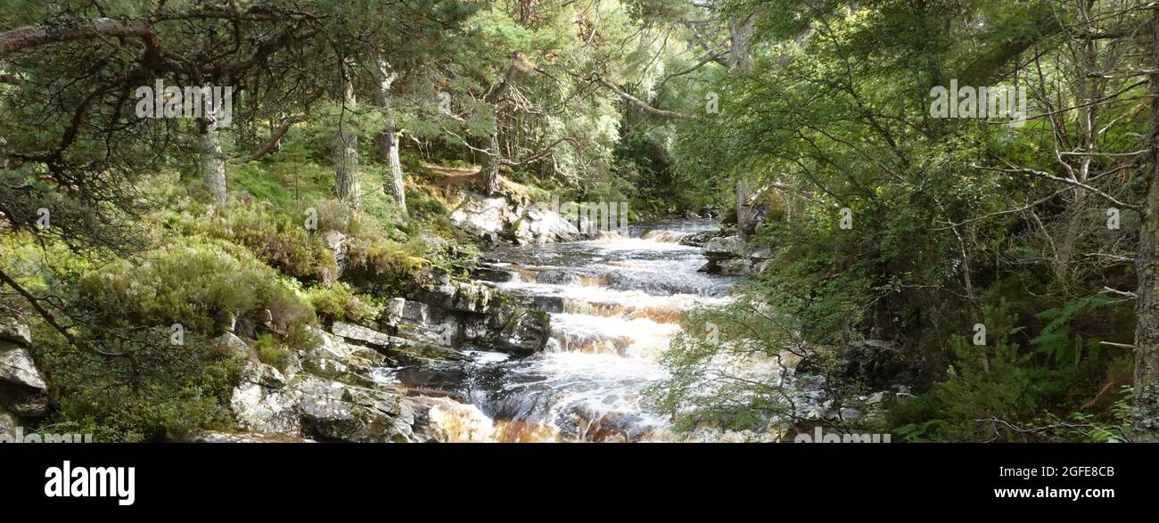 Black Wood of Rannoch die Überreste eines alten Caledonian Forest, der einst einen Großteil der schottischen Highlands, Vereinigtes Königreich, bedeckte Stockfoto