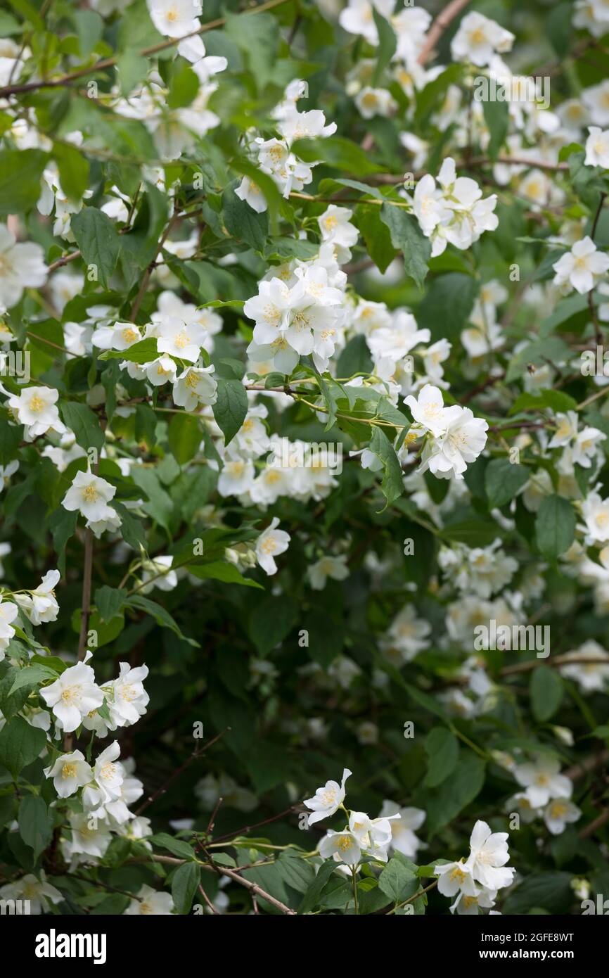Falscher Jasmin, gewöhnlicher Pfeifenstrauch, Pfeifenstrauch