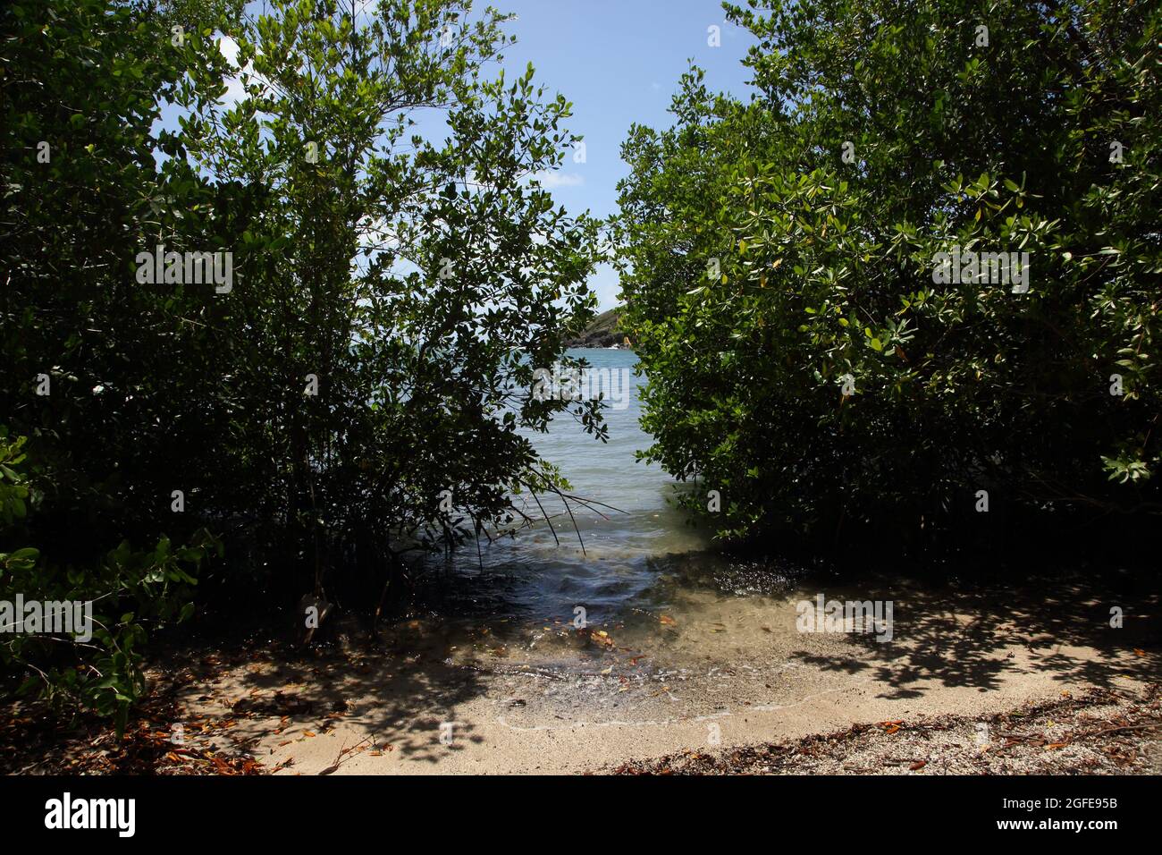 Mangroven im Süden Grenadas im Meeresschutzgebiet Woburn Bay Stockfoto