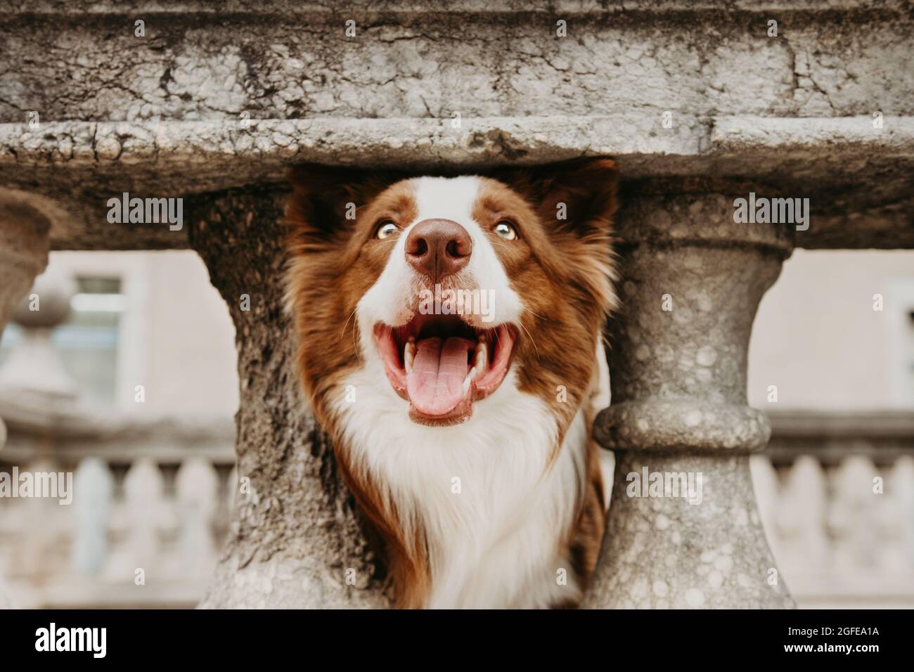 Portrait Happy Border Collie Hund auf Urlaub in Outdoor-Straße. Haustierfreundliches Reisekonzept Stockfoto