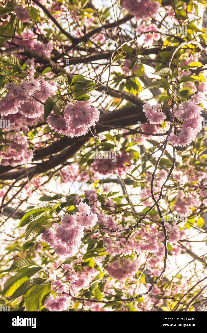 Blumen blühen an einem sonnigen Tag Stockfoto