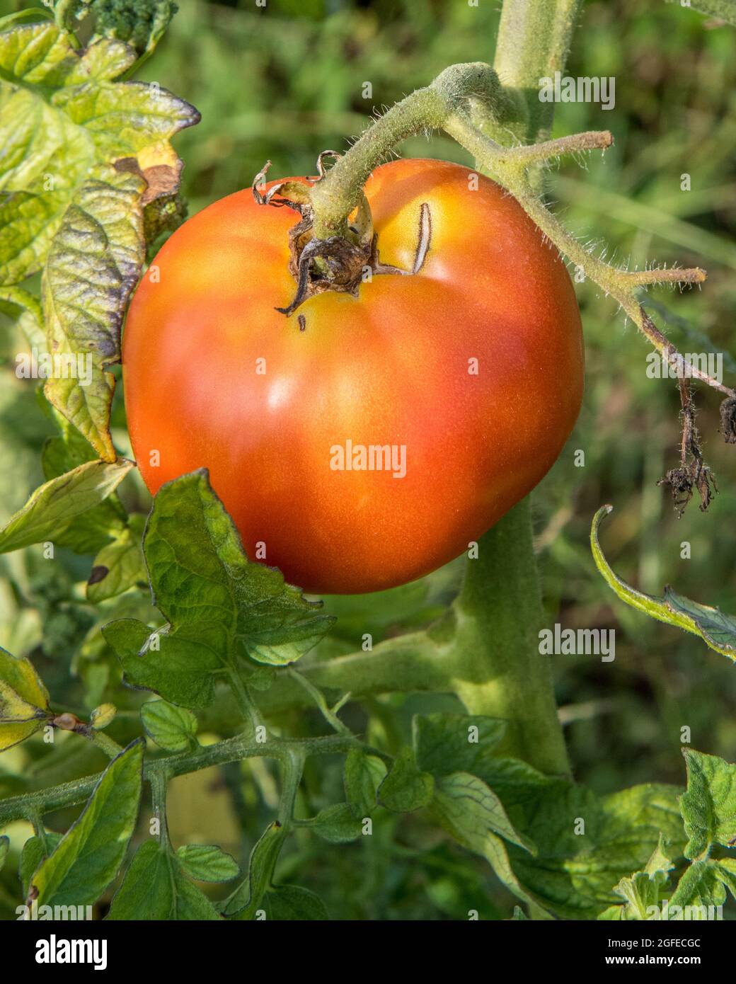 Eine rote Tomate, die auf der Weinrebe wächst Stockfoto