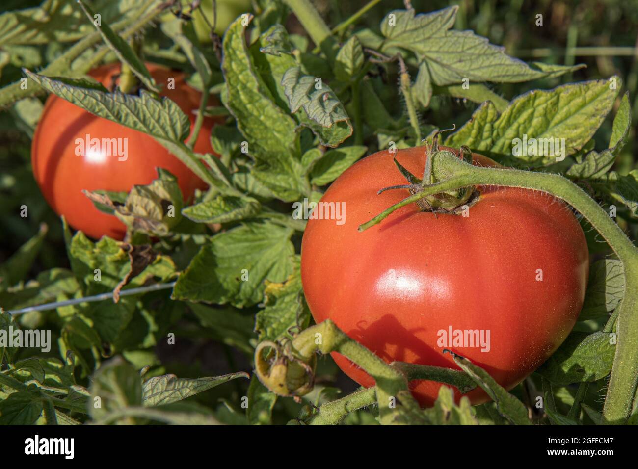 Eine rote Tomate, die auf der Weinrebe wächst Stockfoto