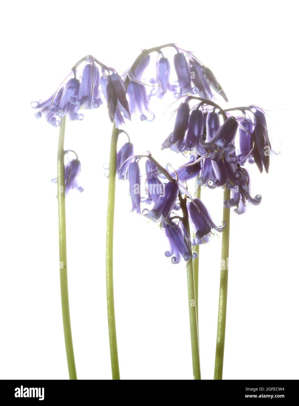 Öffnen Sie blaue Blütenköpfe auf Stielen von Bluebells, die vor weißem Hintergrund fotografiert wurden Stockfoto