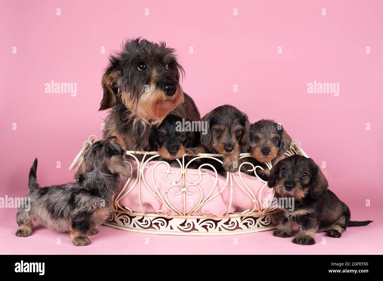 Ein Wurf zweifarbiger langhaariger, drahthaariger Dachshund-Welpen und ihrer Mutter in einem Korb auf einem rosa Hintergrund Stockfoto