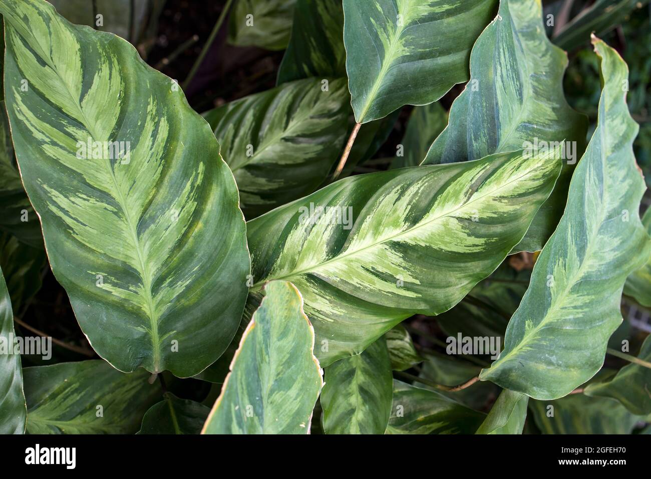 dracena fragrans deremensis Dracaena deremensis 'Warneckii' staggered cane 12" at Sprout Home