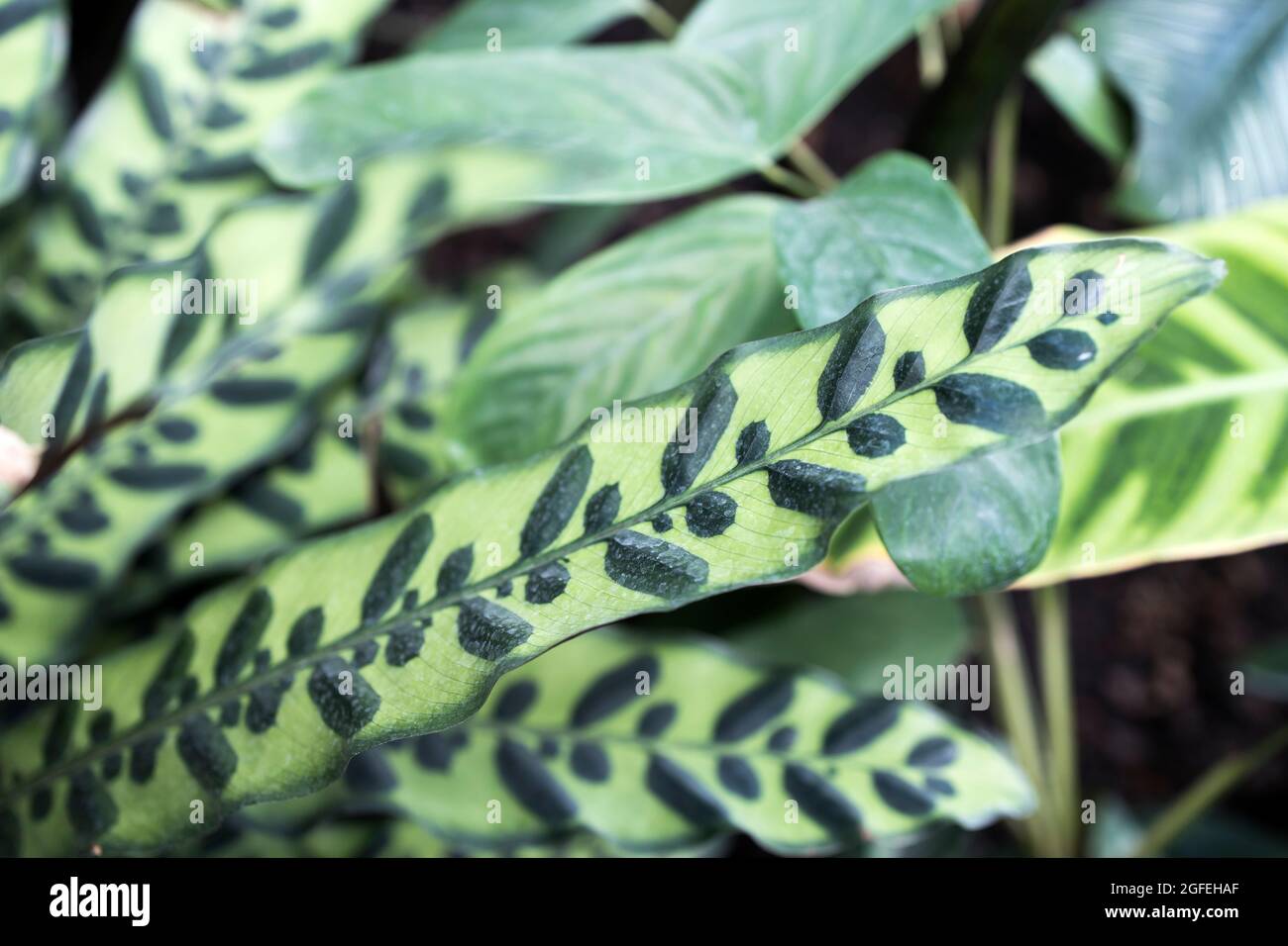 Calathea setosa Fotos und Bildmaterial in hoher Auflösung Alamy
