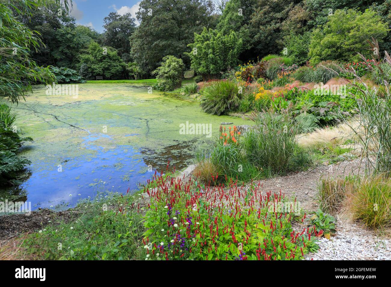 Bonython Estate Gardens, Garden, Helston, Cornwall, England, VEREINIGTES KÖNIGREICH Stockfoto