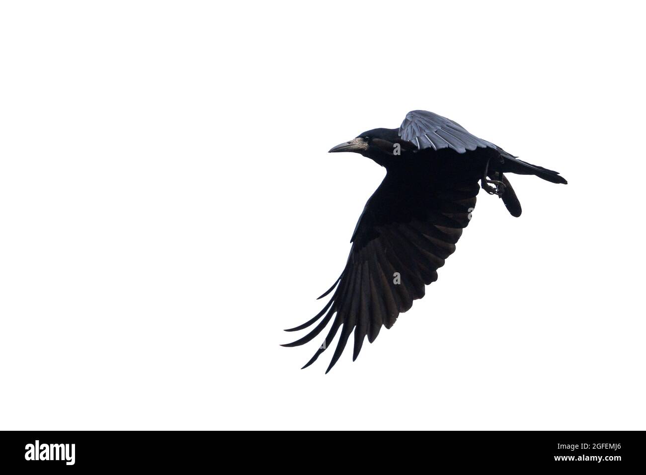 Schwarzer Vogel im Flug isoliert auf weißem Hintergrund Stockfoto