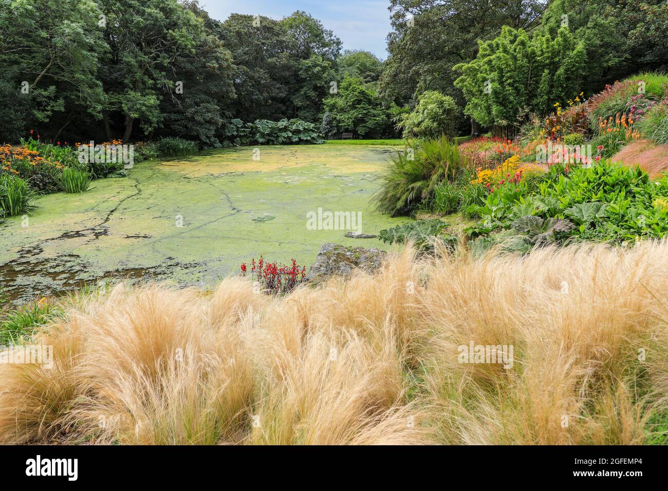 Bonython Estate Gardens, Garden, Helston, Cornwall, England, VEREINIGTES KÖNIGREICH Stockfoto