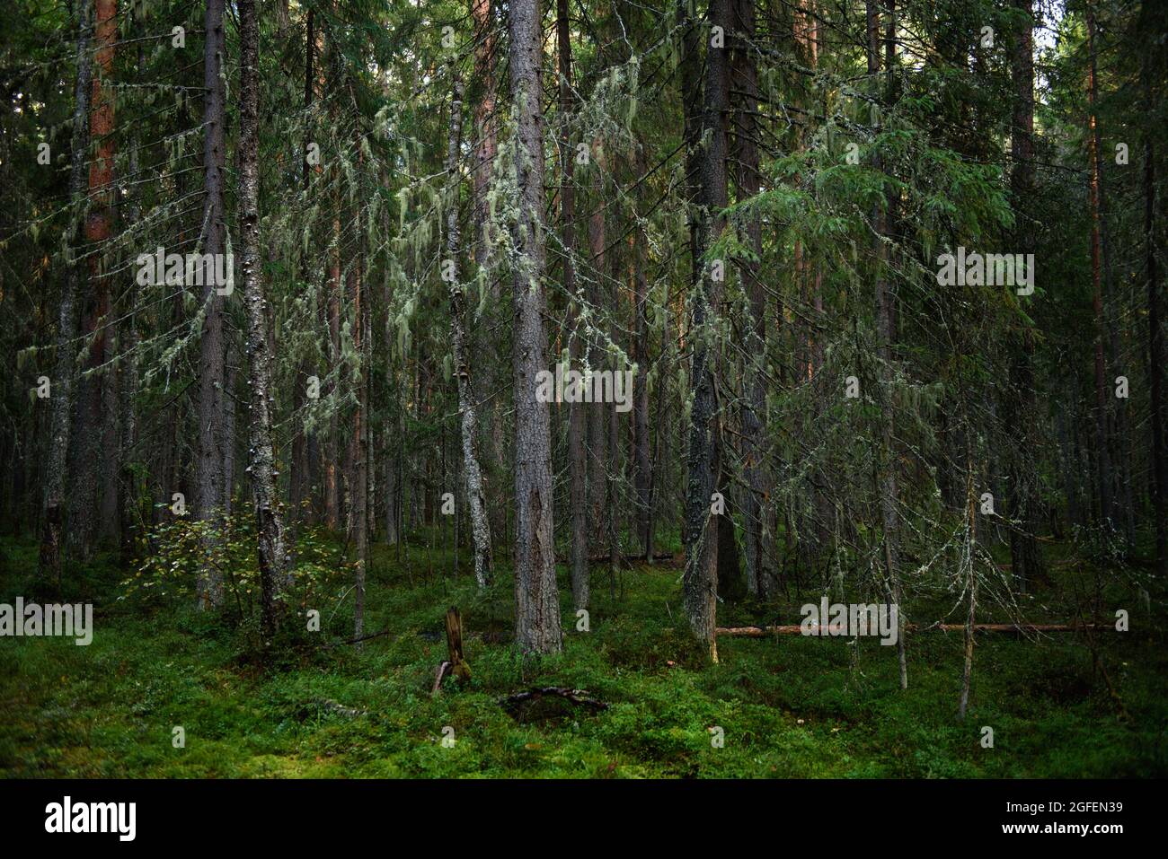 Ein dichter Wald mit stark beschatteten und hell von den Sonnenbereichen beleuchteten Bäumen, die mit Moos bedeckt sind. Stockfoto
