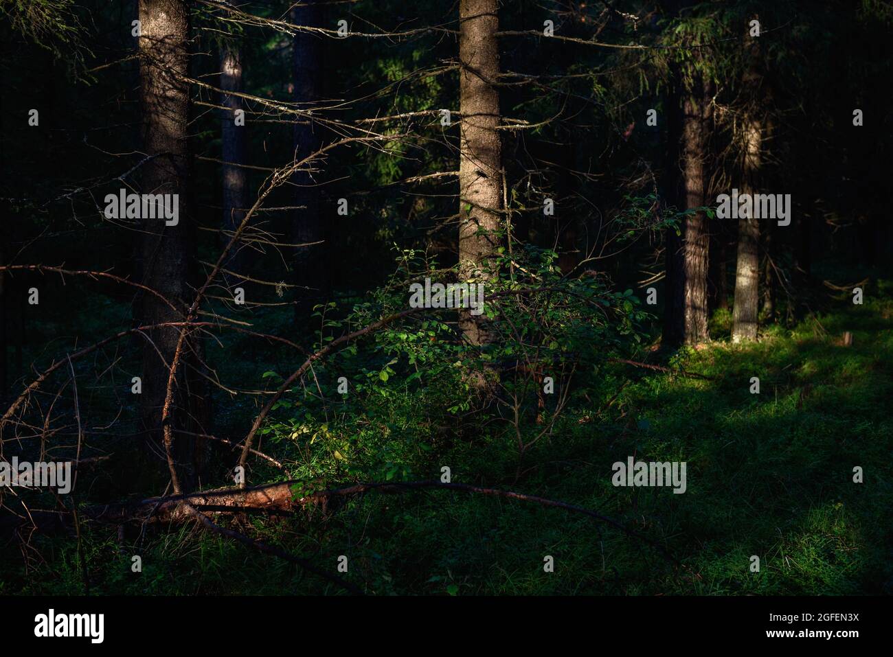 Ein dichter Wald mit stark beschatteten und hell von den Sonnenbereichen beleuchteten Bäumen, die mit Moos bedeckt sind. Stockfoto