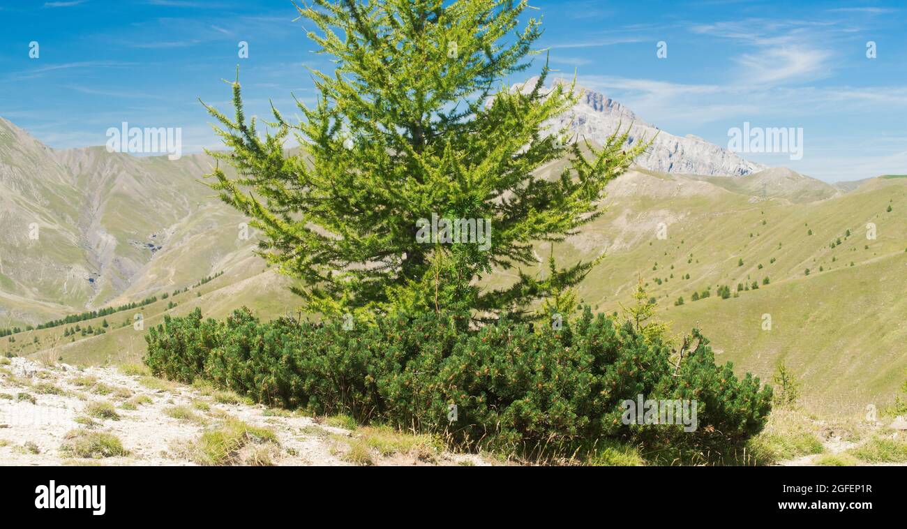 Mugokiefer (Pinus mugo) am Fuße einer Meleze im Mercantour Park in den Alpen in Frankreich im Sommer Stockfoto