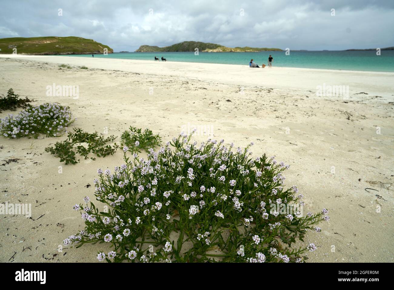 Der Strand bei Reef auf der Isle of Lewis mit einer Meeresrakete im Vordergrund. Stockfoto