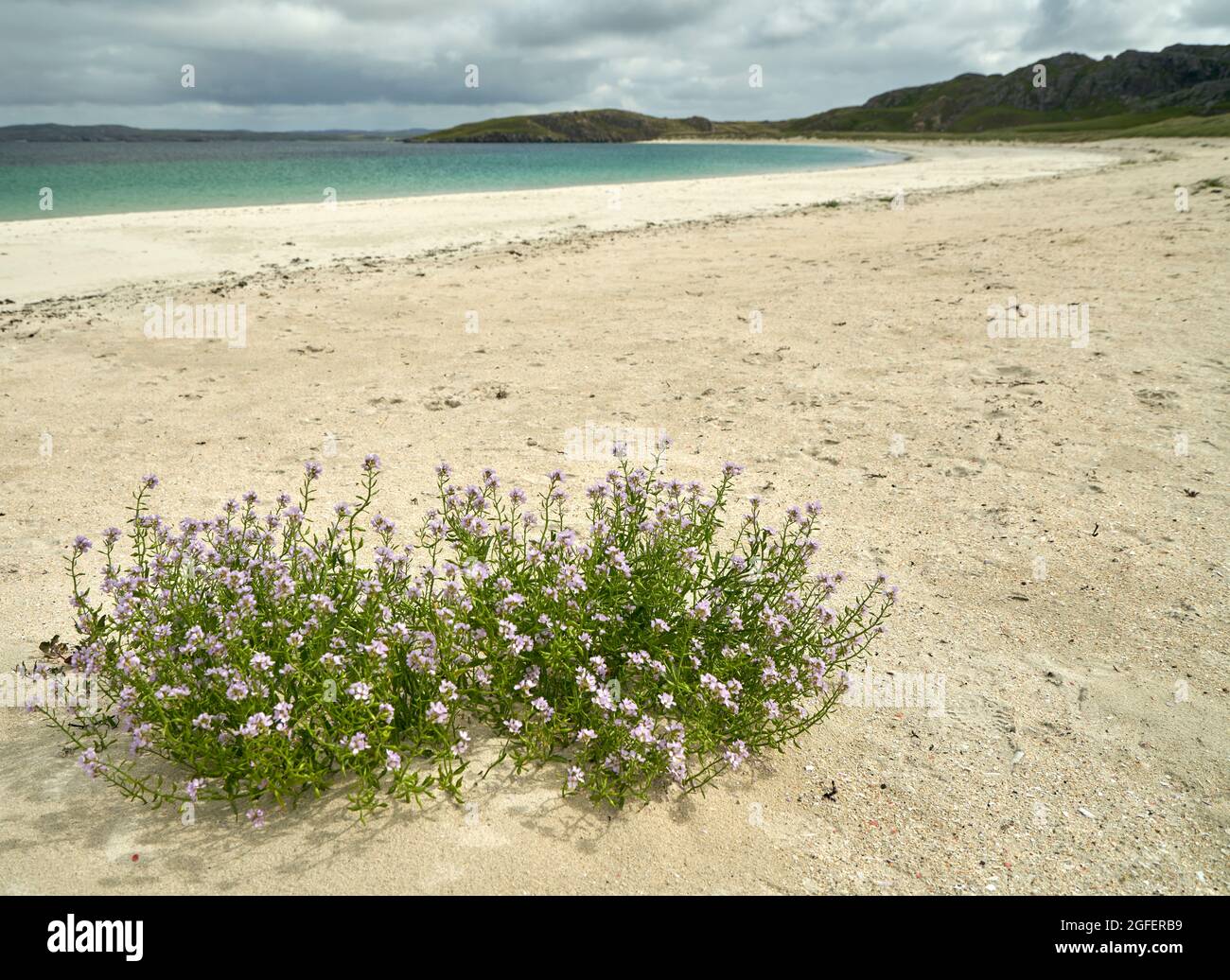 Der Strand bei Reef auf der Isle of Lewis mit einer Meeresrakete im Vordergrund. Stockfoto