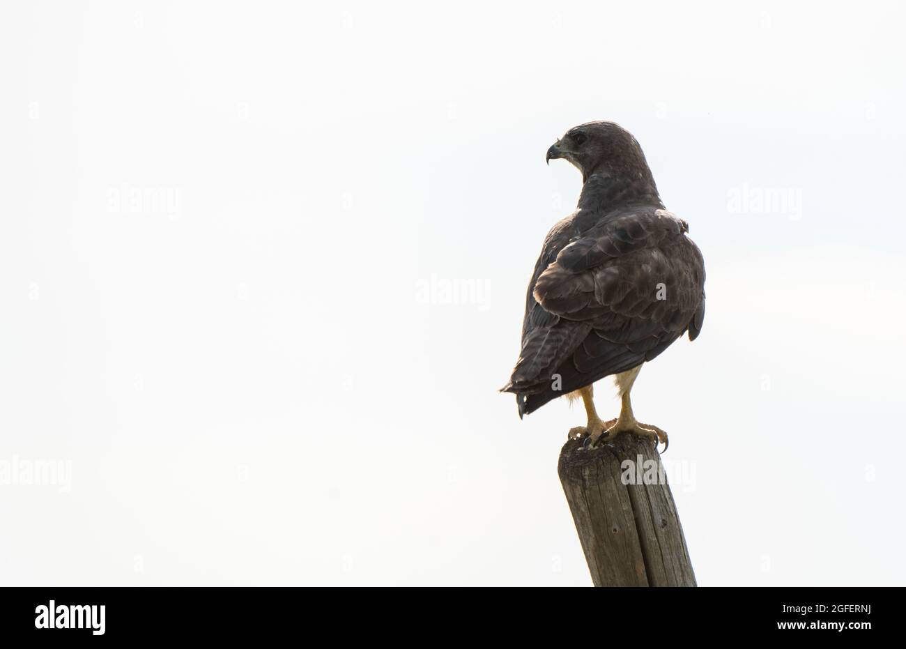 Swainson Hawk-Hochzeitraube in Saskatchewan, Kanada Sommer Stockfoto