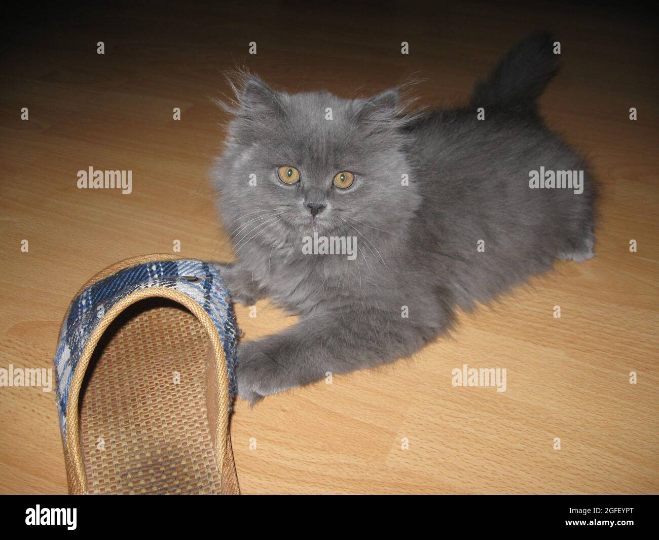 Foto einer Katze in einer häuslichen Umgebung Stockfoto
