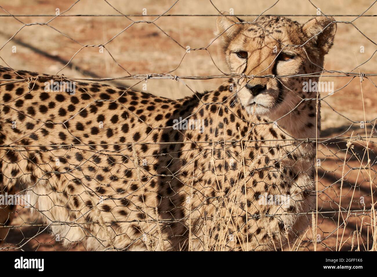 Wilder Geparden hinter Zaun in Gefangenschaft, Namibia (Acinonyx jubatus) Stockfoto