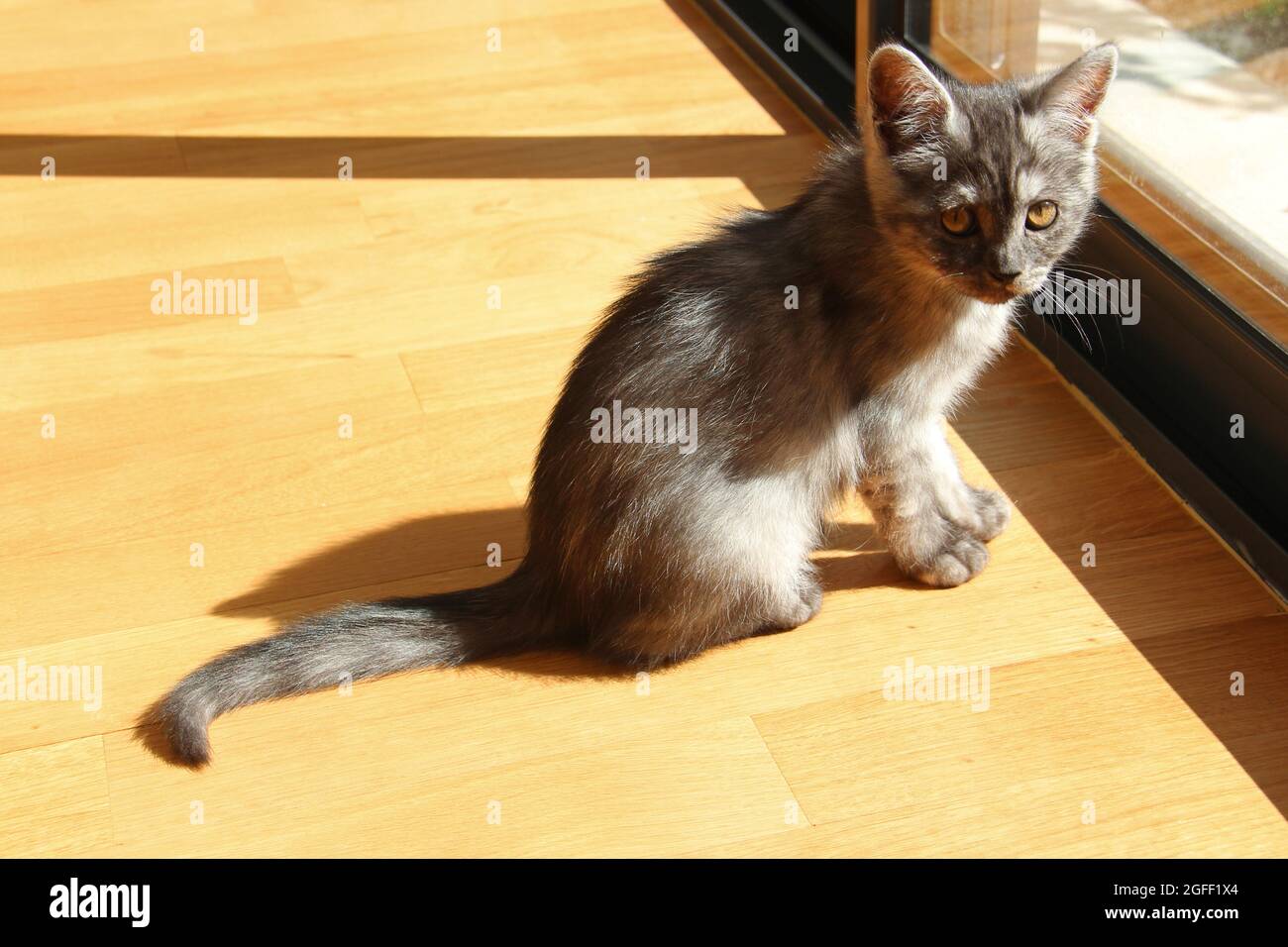 Kätzchen auf dem Boden in einem Haus in frankreich Stockfoto