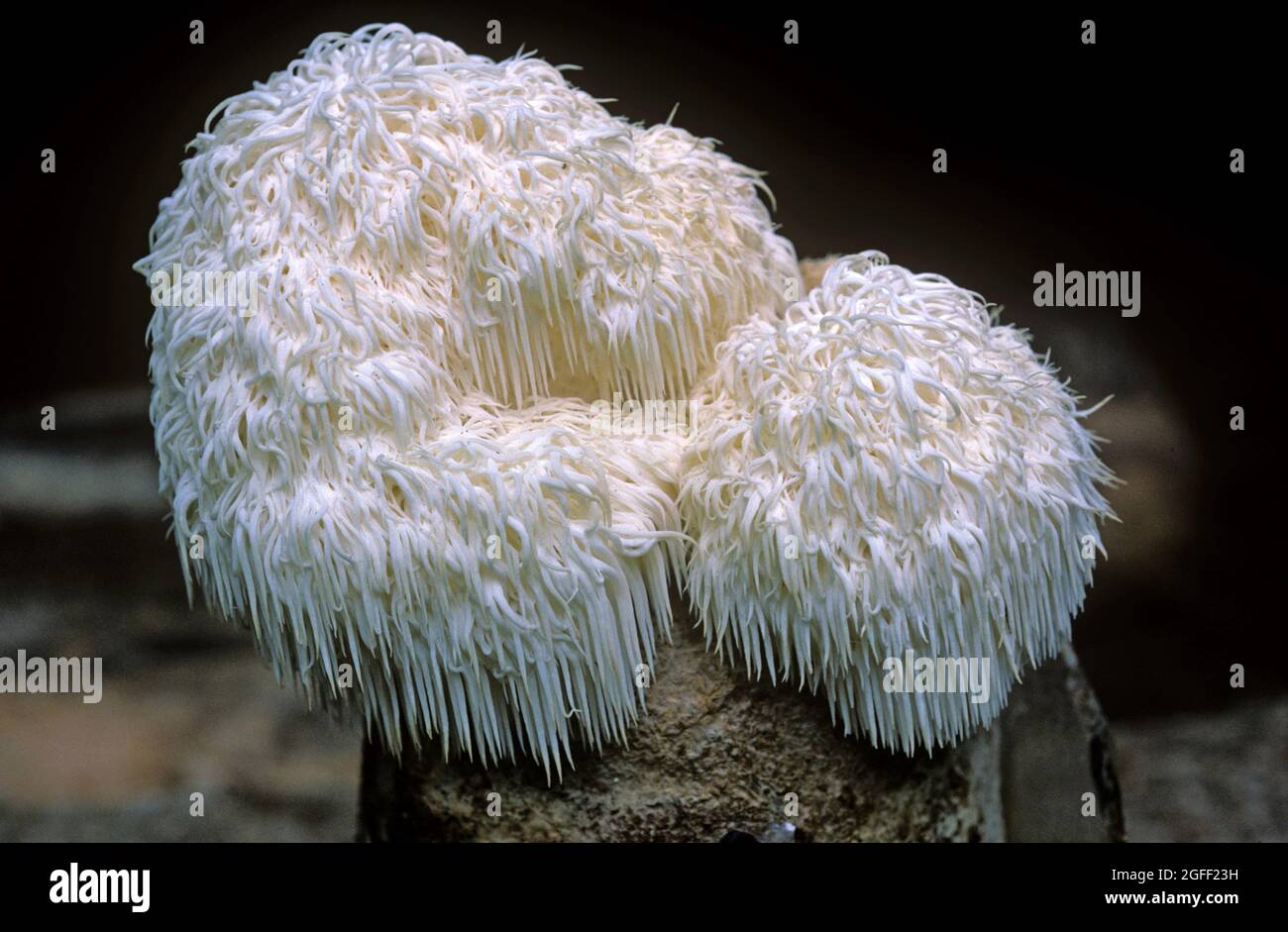 Löwenmähn-Pilz, Affenkopfpilz (Hericium erinaceus) ein essbarer Pilz, Thailand Stockfoto