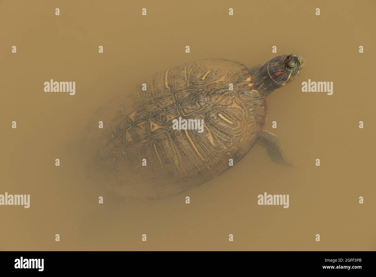 Eine in voller Größe bemalte Schildkröte, die an einem sonnigen Tag im Frühling an die Oberfläche des trüben Wassers in den Feuchtgebieten schwebt und ihren Kopf aus dem Wasser hält Stockfoto