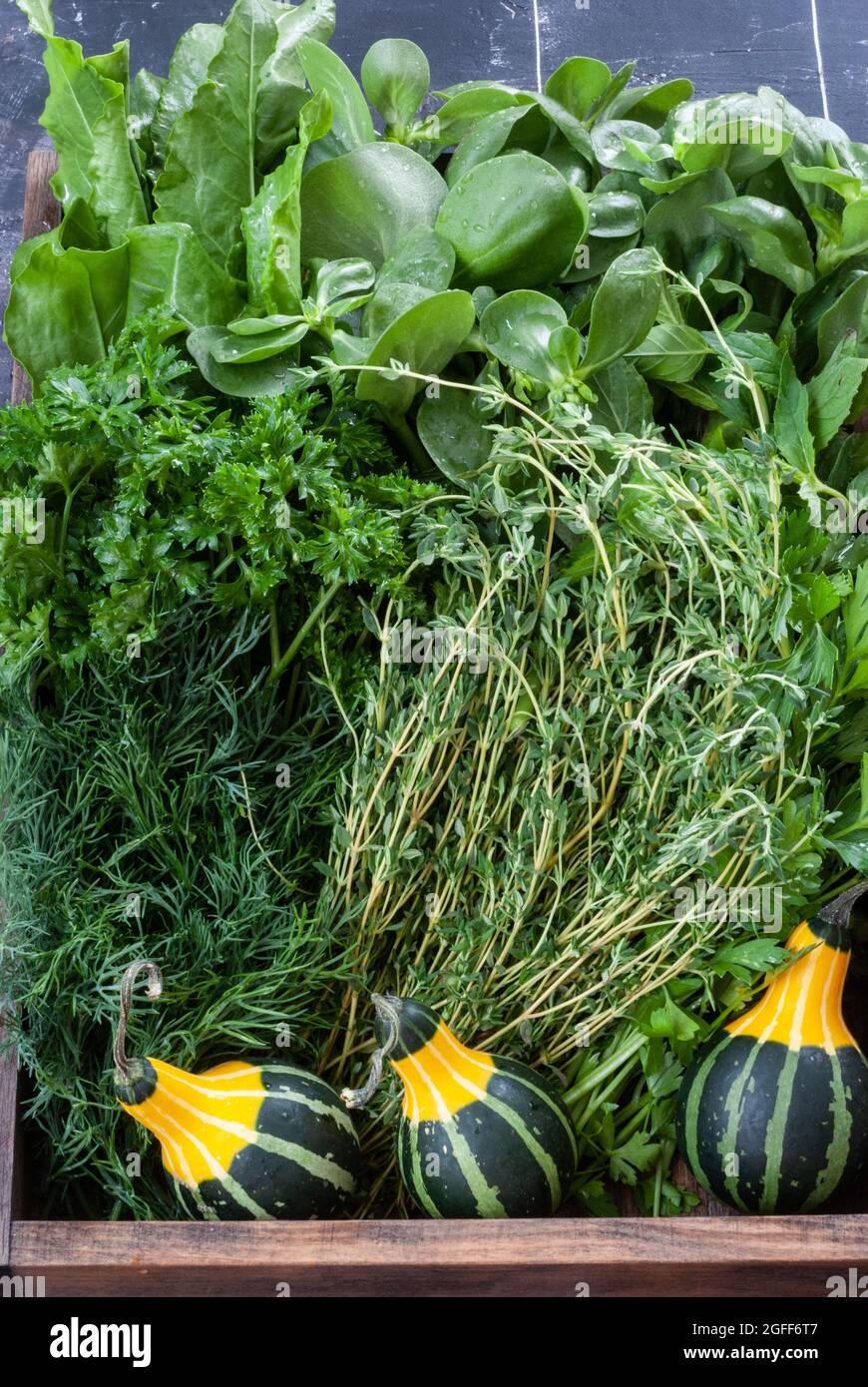 Mischung aus frischen Kräutern mit dekorativen Kürbissen Stockfoto