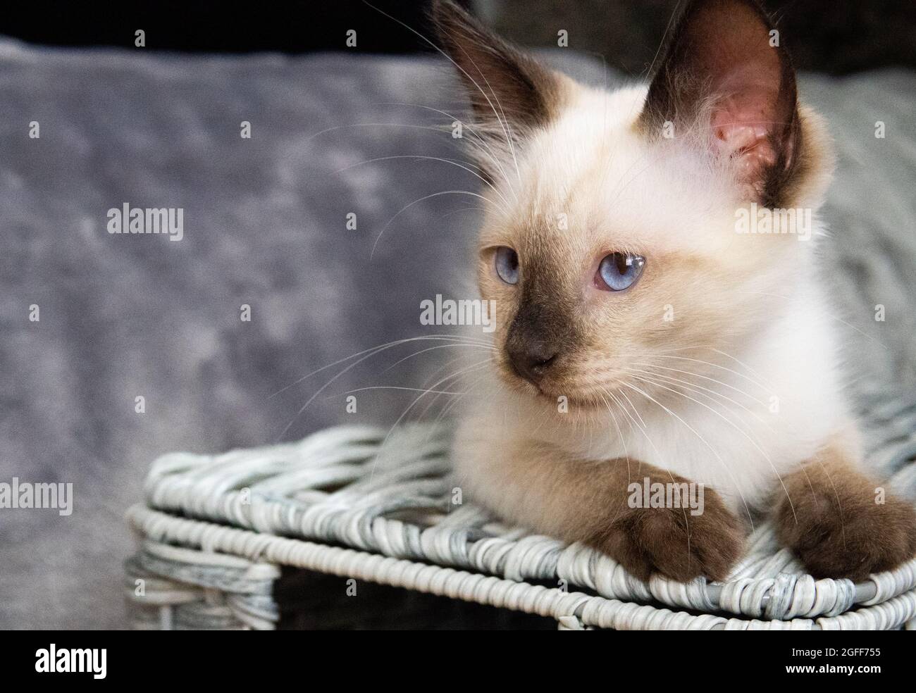 Ein Siegelpunkt siamesische Jungtiere posiert mit einem Korb Stockfoto