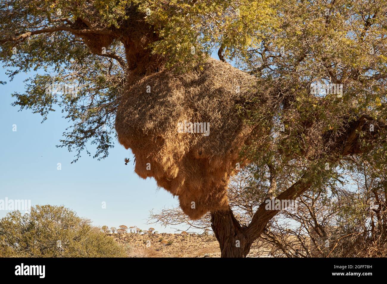 Vachellia acacia erioloba Fotos und Bildmaterial in hoher Auflösung
